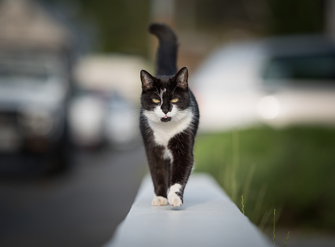 cat walking on a curb