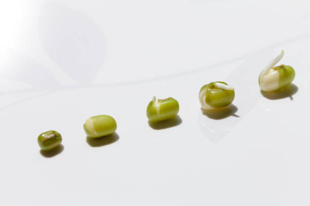 Healthy green bean sprouts, mung beans