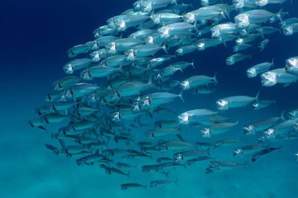 istock School of Mackerel 1136163589