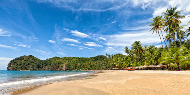 Panoramic view of Tropical Caribbean beach with coconut trees. Playa Medina, Sucre, Venezuela
