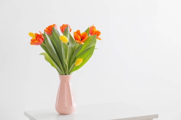 istock tulips in vase on white background 1136165594