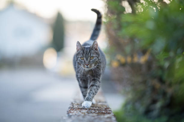 gato que balancea en bordillo - felino fotografías e imágenes de stock