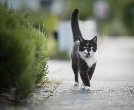 black and white domestic shorthair cat walking towards camera next to a bush on the sidewalk with open mouth