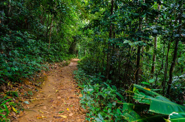 istock small dirt road into the forest. Intense vegetation. 1136165850