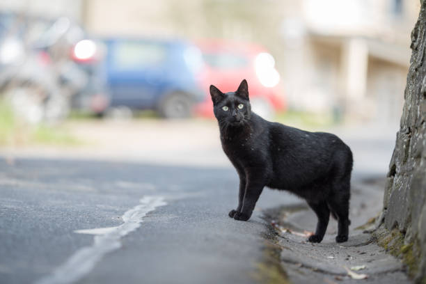 istock cat standing on the street 1136167167