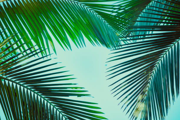 istock Coconut palm tree under blue sky. Vintage background. Retro toned poster. 1136167387