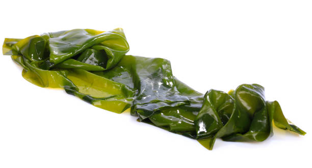 istock Laminaria (Kelp) Seaweed Isolated on white background 1136168022