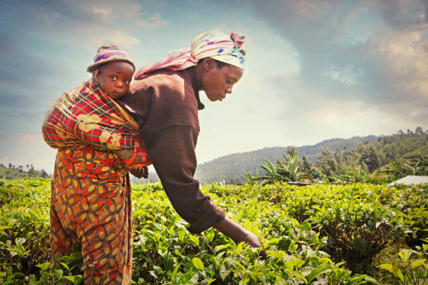 woman harvesting tea leaves - tea crop picking agriculture women imagens e fotografias de stock