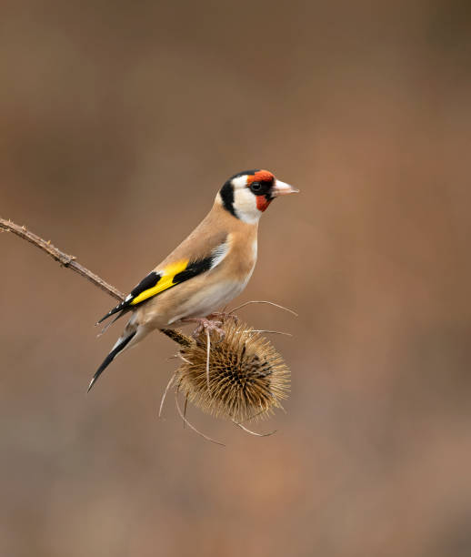 Goldfinch perched on teasle head The goldfinch is a striking, small finch of gardens, parks, woodland, heathland and farmland. It eats small seeds, especially from ragwort, dandelions and teasels (their long, pointed bills help them to extract the seeds), as well as invertebrates. finch photos stock pictures, royalty-free photos & images