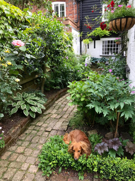 istock An English cottage garden 1136169410