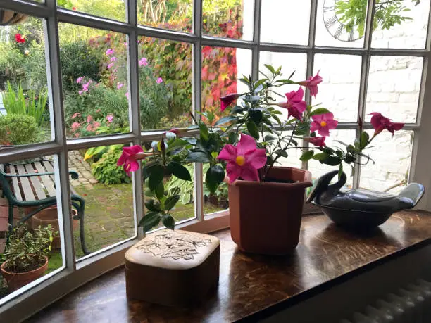 Amersham, UK - Sep, 2018: An old cottage bay window with a flowering indoor plant Mandevilla or Dipladenia inside and a view of an autumn garden outside