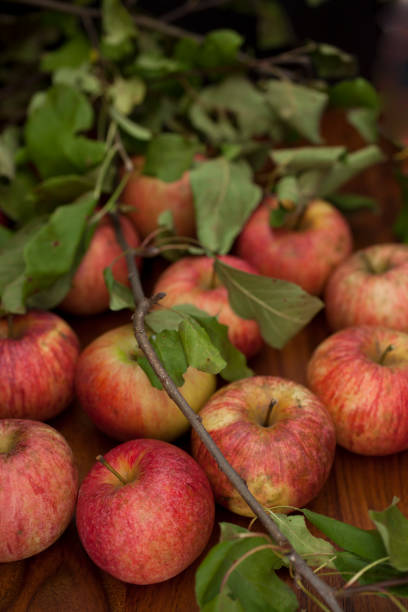 istock Red organic apples with leaves 1136169582