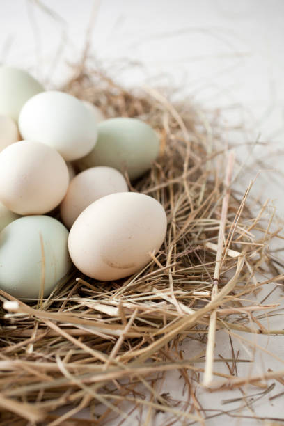 istock lot of eggs in multiple colors 1136170856