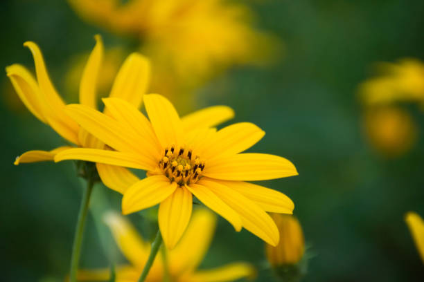 istock Yellow cosmos flower blooming in the field with blurred background. 1136171799