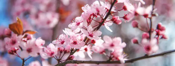 Spring blossom border with pink blooming tree. Beautiful nature scene with flowers on tree and sun flare. Sunny day. Beautiful Orchard. Abstract blurred background. Springtime