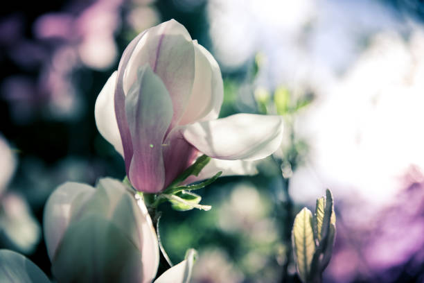 istock Beautiful close up magnolia flowers. Blooming magnolia tree in the spring. Selective focus 1136171995