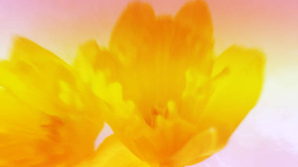 istock Abstract background with daffodil motif 1136172209