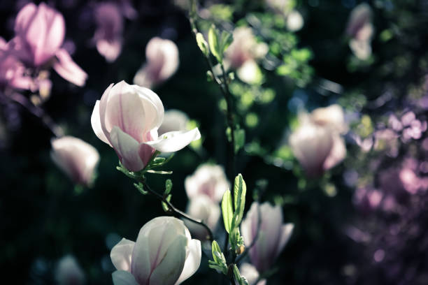 Beautiful close up magnolia flowers. Blooming magnolia tree in the spring. Selective focus Beautiful close up pink magnolia flowers. Blooming magnolia tree in the spring. Selective focus, close-up jane magnolia stock pictures, royalty-free photos & images