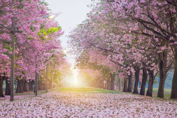 istock Romantic tunnel of pink flower. 1136173633