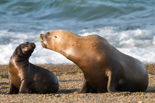 Mother and baby sea lion, Patagonia Argentina Peninsula de Valdes