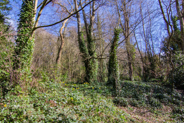 Trees Covered in Ivy in Jesmond Dene Public Park in Newcastle Upon Tyne Trees covered in ivy. jesmond stock pictures, royalty-free photos & images