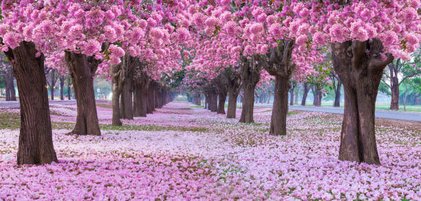 istock Romantic tunnel of pink flower. 1136174893