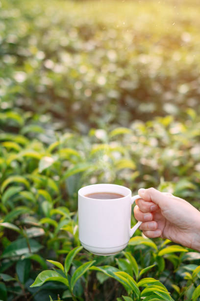 istock Cup of hot black tea 1136174984