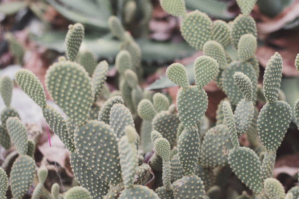 istock Field with cactus plants. Cacti growing outside 1136175062