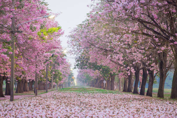 istock Romantic tunnel of pink flower. 1136175354
