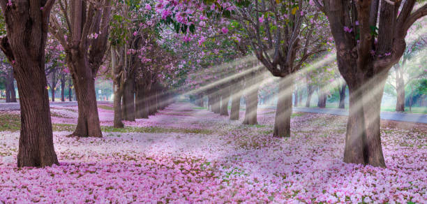 istock Romantic tunnel of pink flower. 1136176507