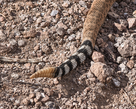 Rattlesnake tail, Superstition mountain, Arizona