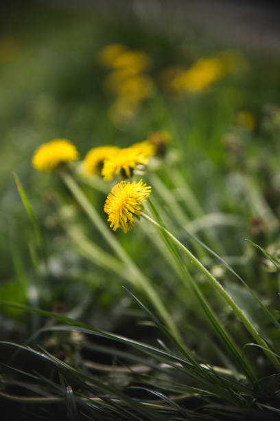 istock yellow dandelions grow on a field in summer 1136177411