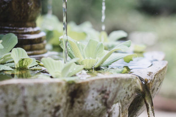 kleiner brunnen mit kleinen pflanzen im garten. entspannungskonzept - fountain stock-fotos und bilder