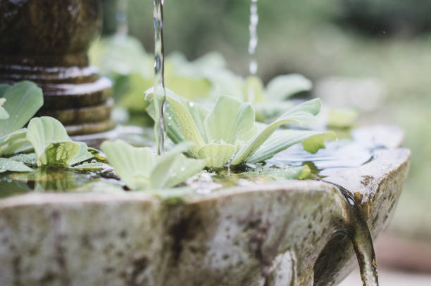 pequeña fuente con pequeñas plantas en un jardín. concepto de relajación - fountain fotografías e imágenes de stock