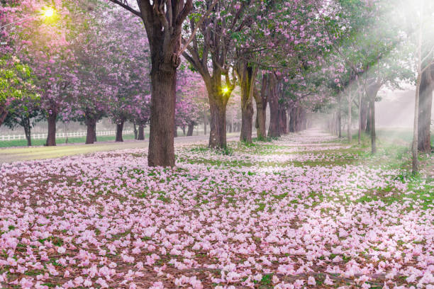 istock Romantic tunnel of pink flower. 1136177444
