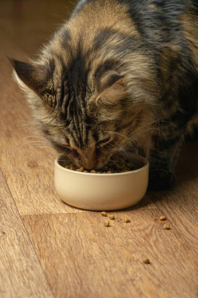 istock Beautiful fluffy cat eats from a beige bowl. Vertical 1136177485