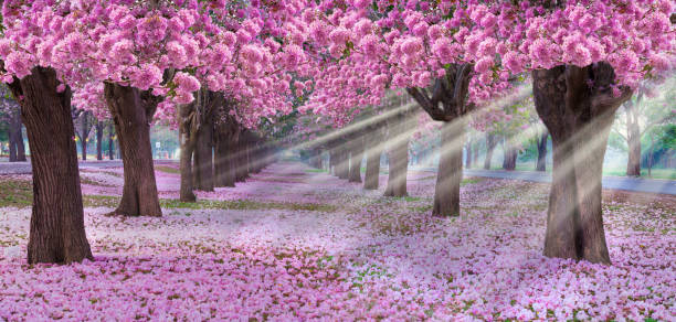 istock Romantic tunnel of pink flower. 1136177487