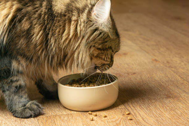 istock Beautiful fluffy cat eats from a beige bowl. Close-up 1136177512