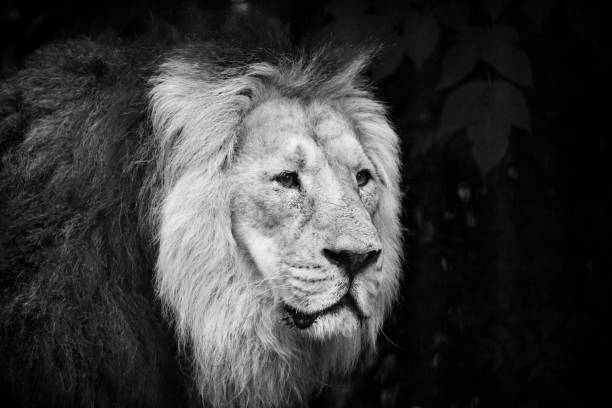 istock Male lion portrait black and white 1136177540