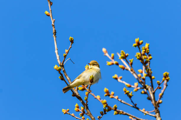 istock Willow Warbler at the treetop in springtime 1136178166