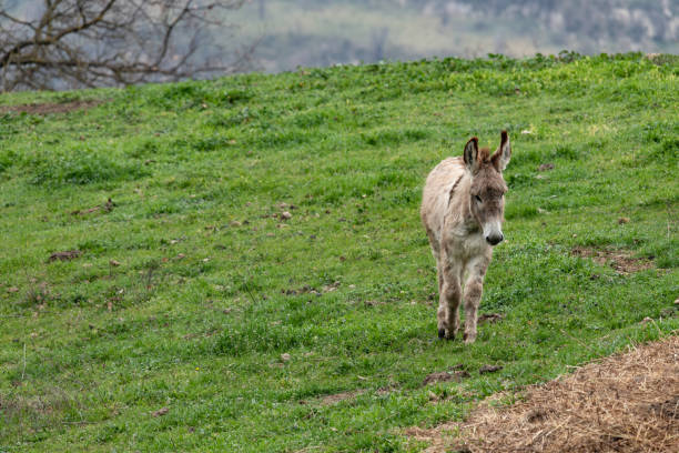 istock A Donkey walking in a green pasture 1136178201