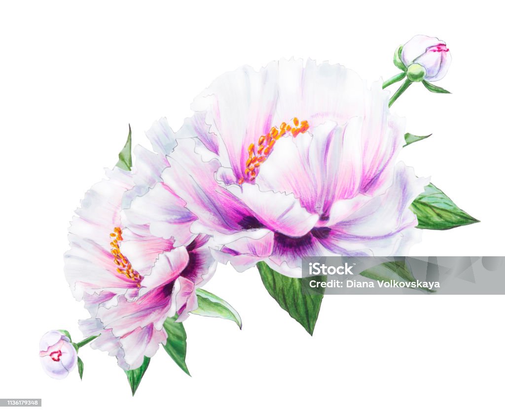 Hoa Mẫu Đơn Trắng Tuyệt Đẹp Bó Hoa In Hoa Vẽ Điểm Đánh Dấu Tranh ...