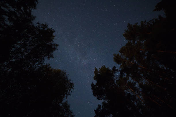 Photo of Starry sky in the forest