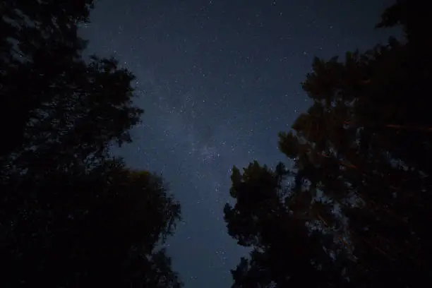 Photo of Starry sky in the forest