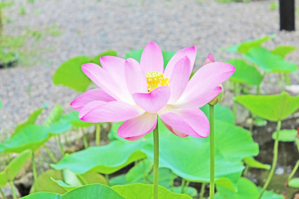 istock Pink lotus flower 1136180336