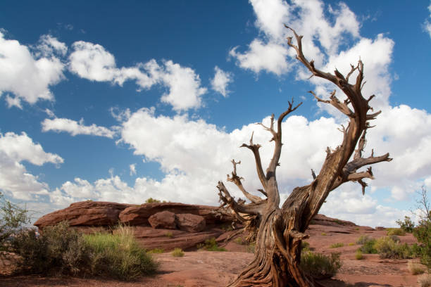 istock Canyonlands National Park 1136180904