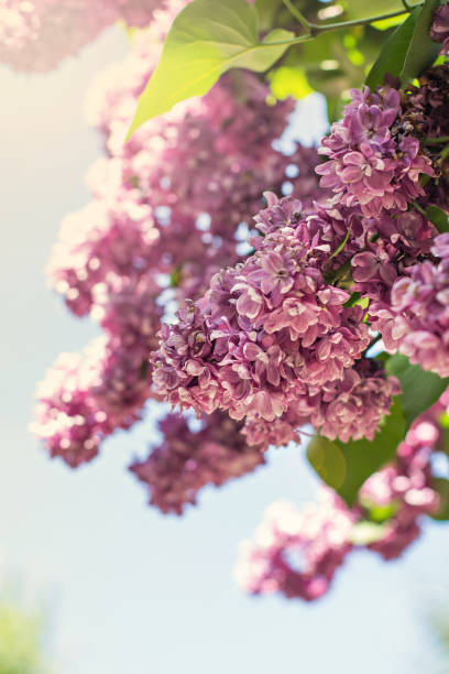 istock Spring branch of blossoming lilac 1136180994