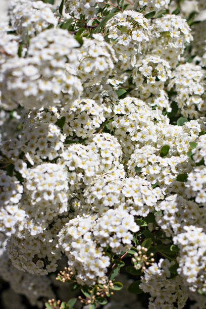 istock small white flowers on a bush branch. Spring background 1136181034