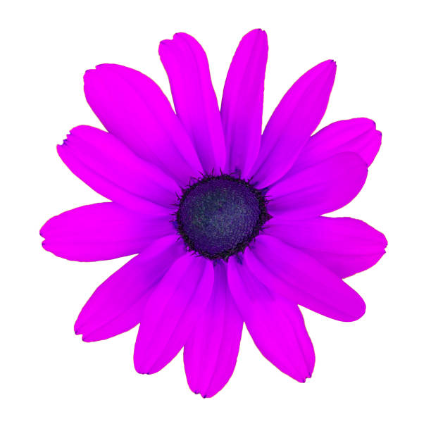 istock Close up view on a unreal purple daisy flower, isolated on a white background (design element) 1136181316