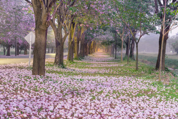 istock Romantic tunnel of pink flower. 1136182001